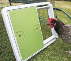 Una gallina marrón mirando dentro de su gallinero protegido con la puerta automática de Omlet